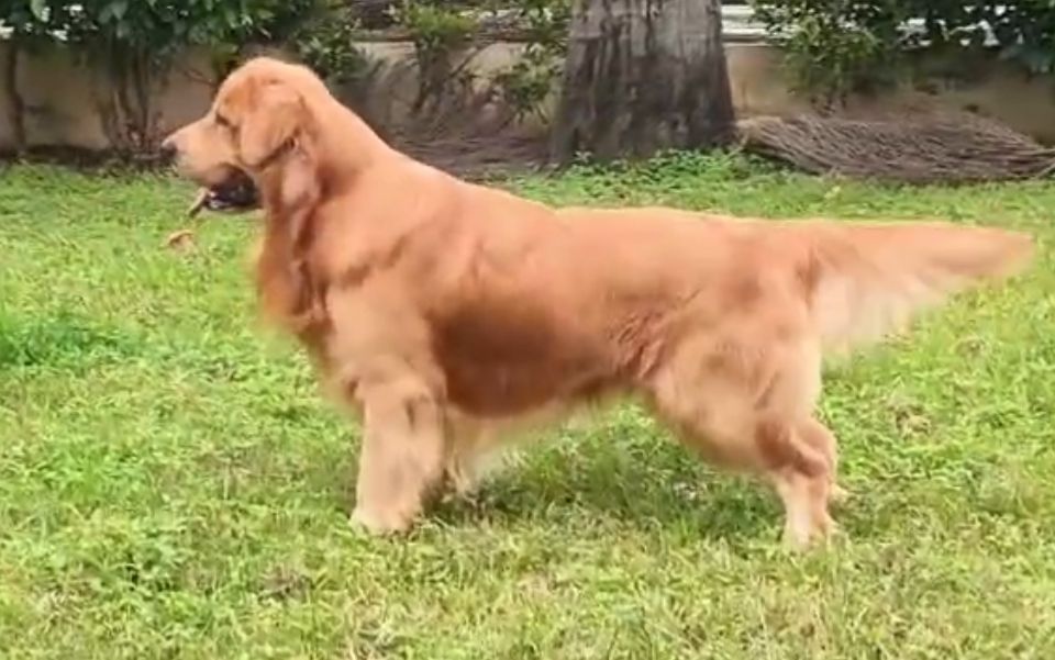 Golden Retriever Puppy